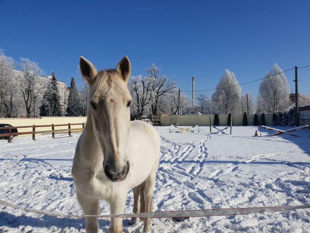 Farm Stay Nh Stables Nyrany 外观 照片