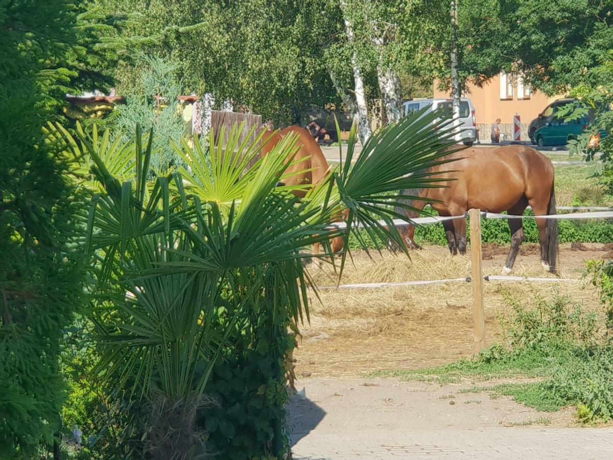Farm Stay Nh Stables Nyrany 外观 照片