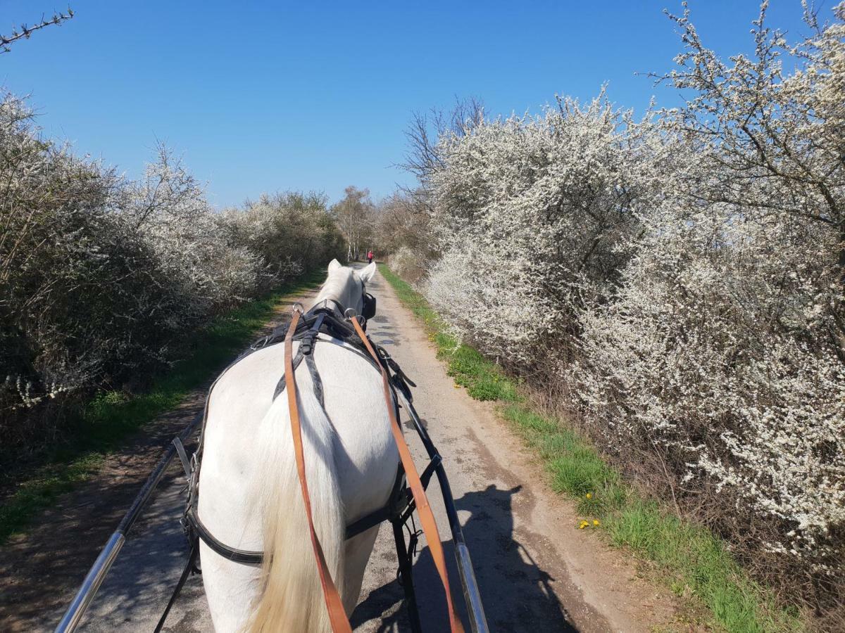 Farm Stay Nh Stables Nyrany 外观 照片